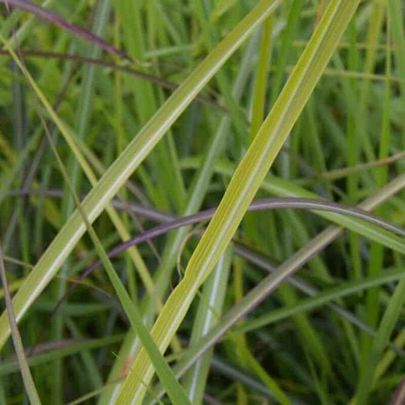 Miscanthus sinensis 'Ferner Osten' ---